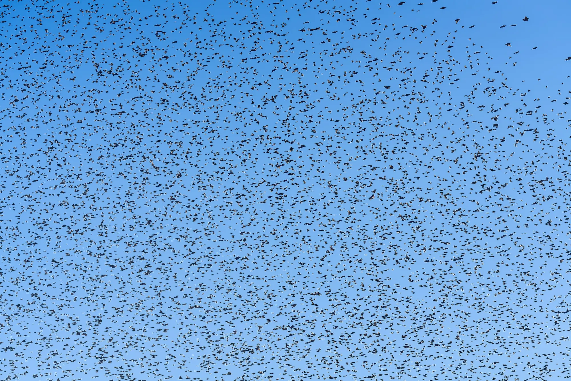 Hundreds of starlings filling a clear blue sky in a dense murmuration
